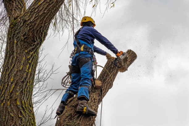 Best Stump Grinding and Removal  in Century, FL